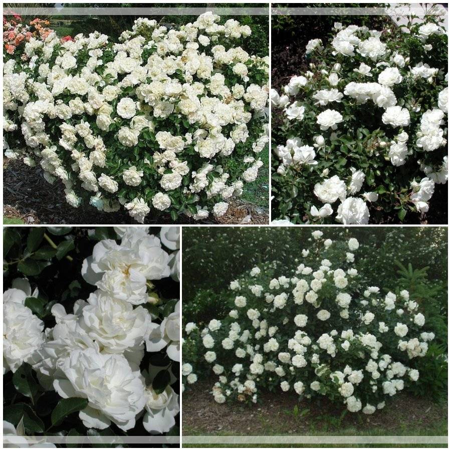 White Meidiland róże okrywowe